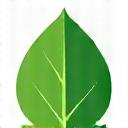 Eco-friendly leaf icon